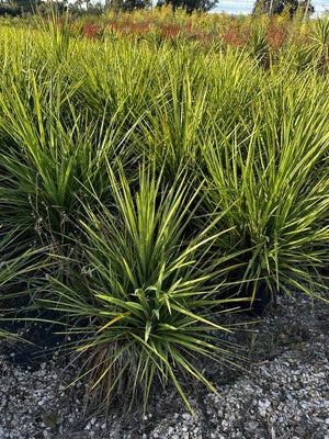 CORDYLINE INDIVISA