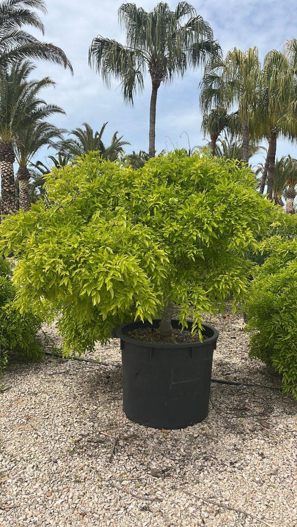 MILLETIA SATSUMA