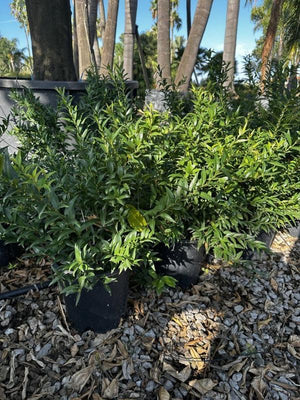 SARCOCOCCA RUSCIFOLIA DRAGON GATE
