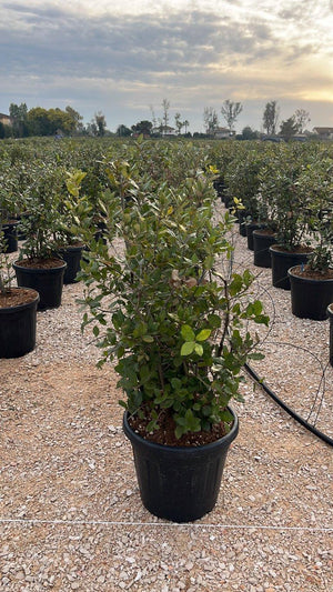 QUERCUS S. ILEX