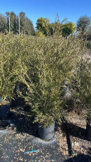 CALLISTEMON LINEARIS