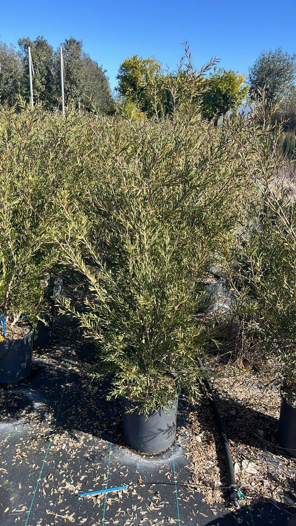 CALLISTEMON LINEARIS