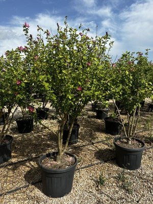 HIBISCUS SYRIACUS WOODBRIDGE
