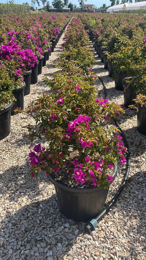 BOUGAINVILLEA SANDERIANA