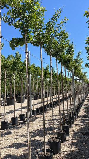 GINKGO BILOBA GOLDEN GLOBE