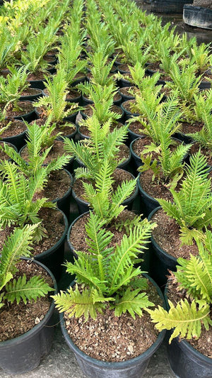 BLECHNUM GIBBUM SILVER LADY
