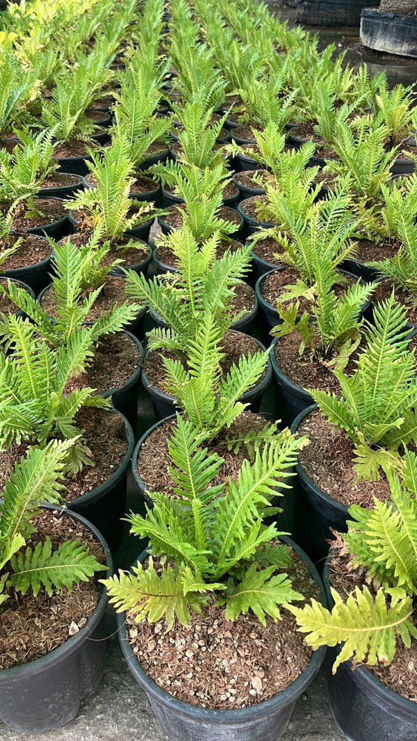 BLECHNUM GIBBUM SILVER LADY