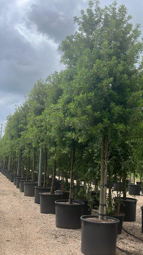 PISTACIA LENTISCUS
