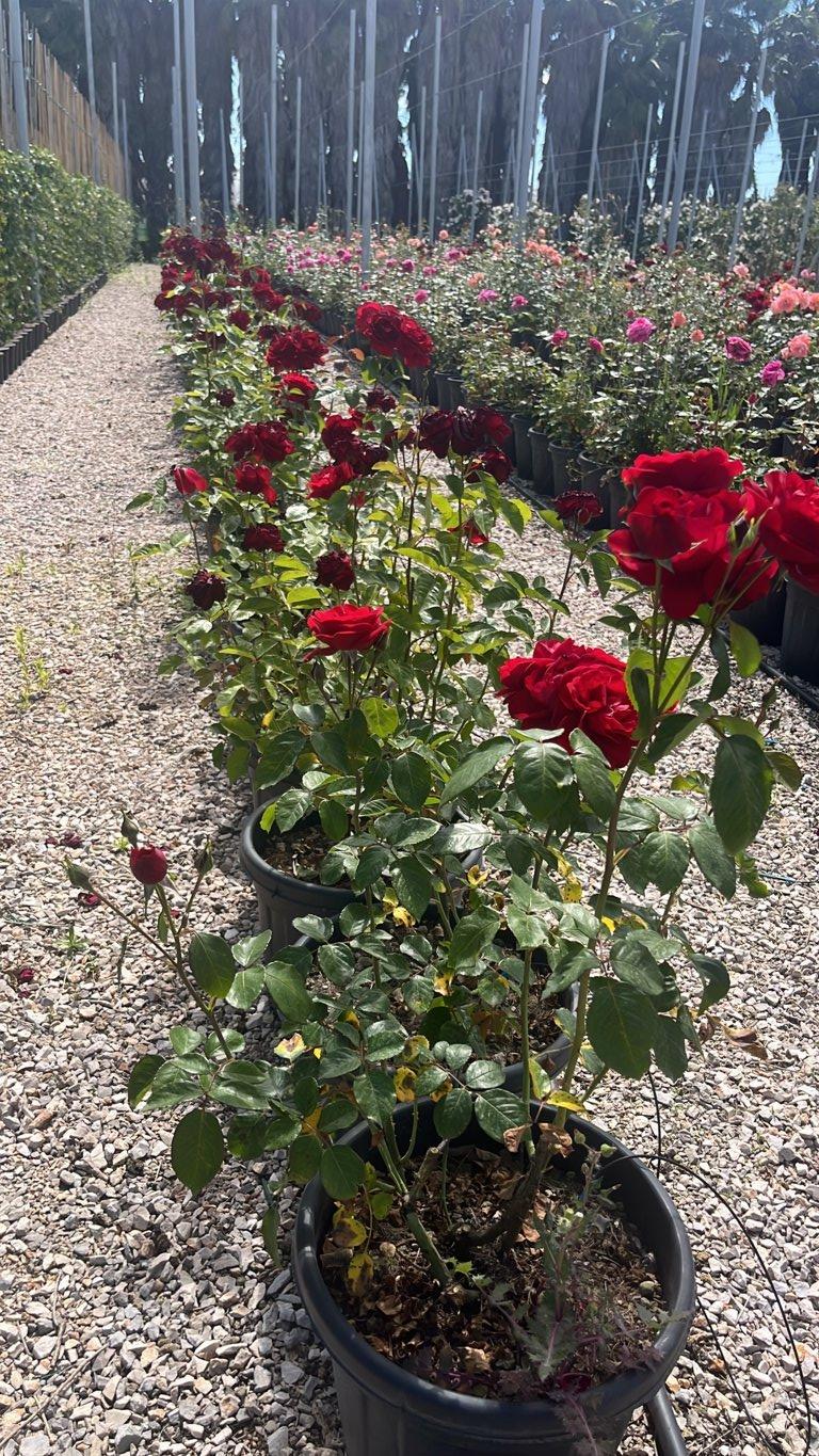 ROSA CAPRICIA RENAISSANCE