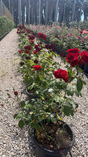 ROSA CAPRICIA RENAISSANCE