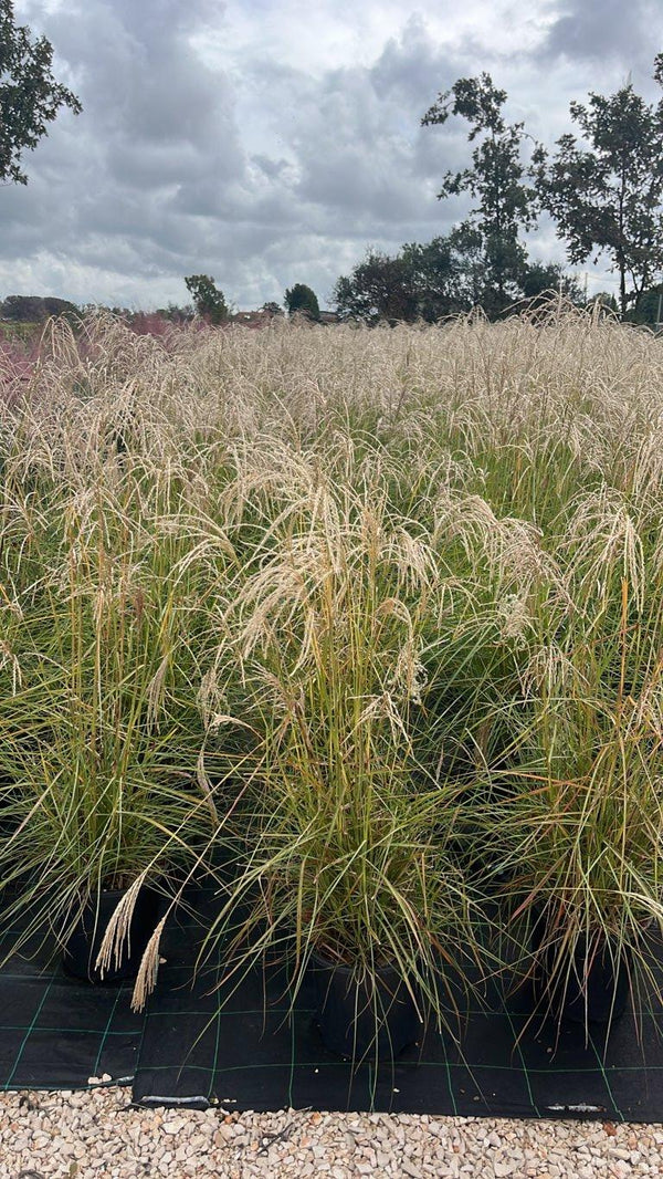 MISCANTHUS SINENSIS PINK CLOUD