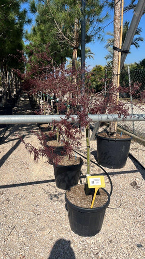 ACER DISSECTUM TAMUKEYAMA