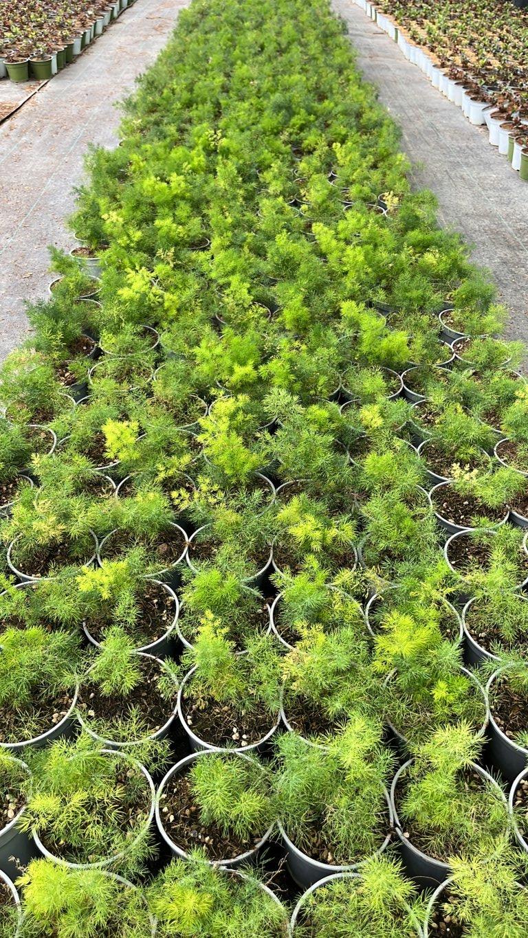 ASPARAGUS DENSIFLORUS MYRIOCLADUS