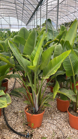 STRELITZIA NICOLAI