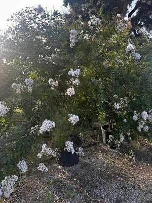 LAGERSTROEMIA INDICA NIVEA GRASSI
