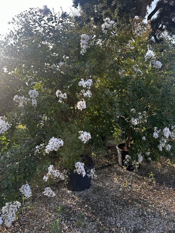 LAGERSTROEMIA INDICA NIVEA GRASSI