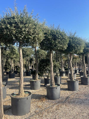 QUERCUS S. SUBER
