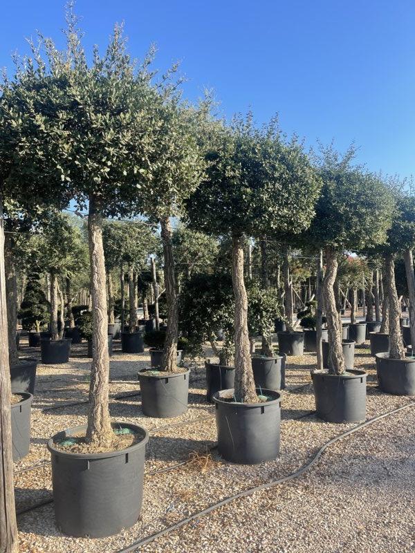QUERCUS S. SUBER