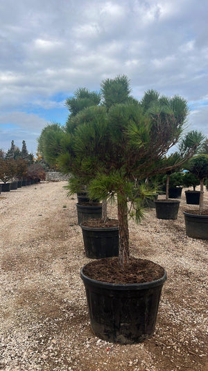 PINUS NIGRA BREPO