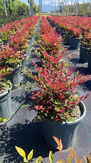 NANDINA DOMESTICA OBSESSED SEIKA