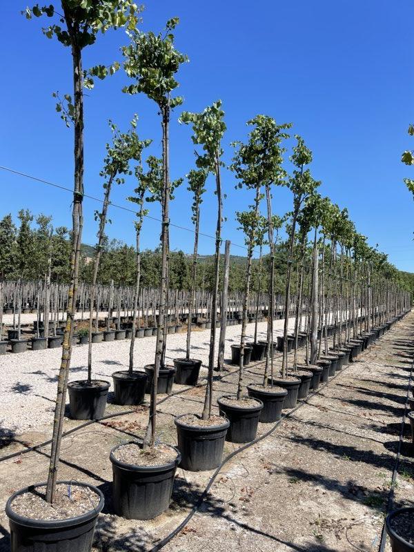 CERCIS SILIQUASTRUM
