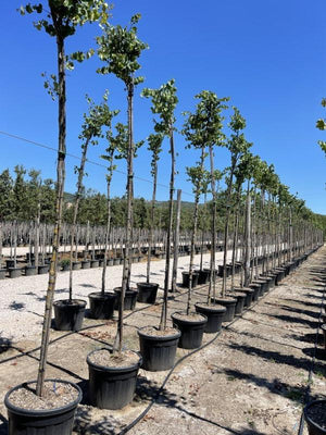 CERCIS SILIQUASTRUM