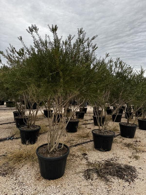 CALLISTEMON VIMINALIS
