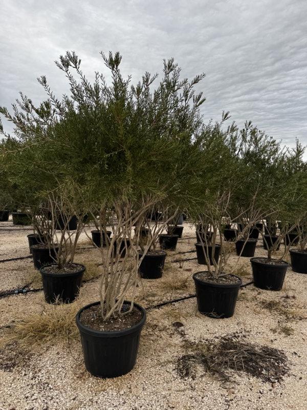CALLISTEMON VIMINALIS