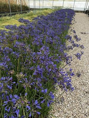 AGAPANTHUS BRILLANT BLUE