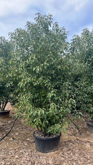 CINNAMOMUM CAMPHORA