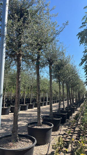 OLEA EUROPEA SYLVESTRIS