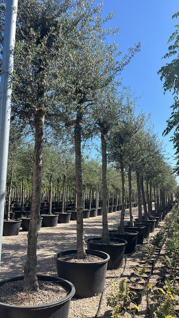 OLEA EUROPEA SYLVESTRIS