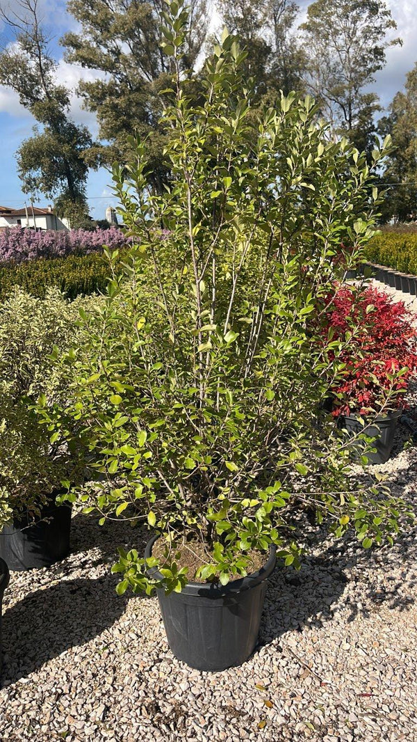 PITTOSPORUM TENUIFOLIUM