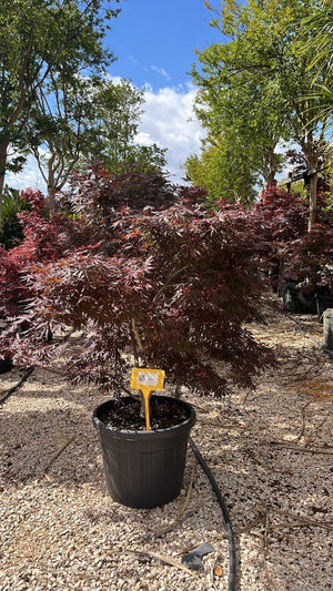 ACER PALMATUM FIREGLOW