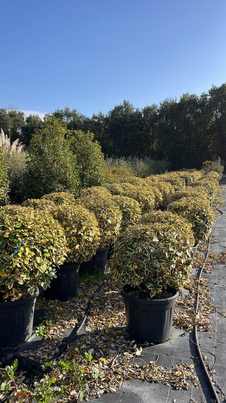 ELAEAGNUS X EBBINGEI GILT EDGE