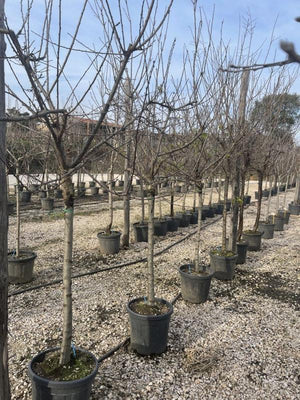 PRUNUS F. DOMESTICA