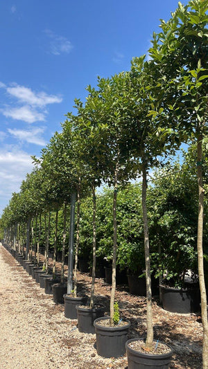 ILEX CASTANEIFOLIA