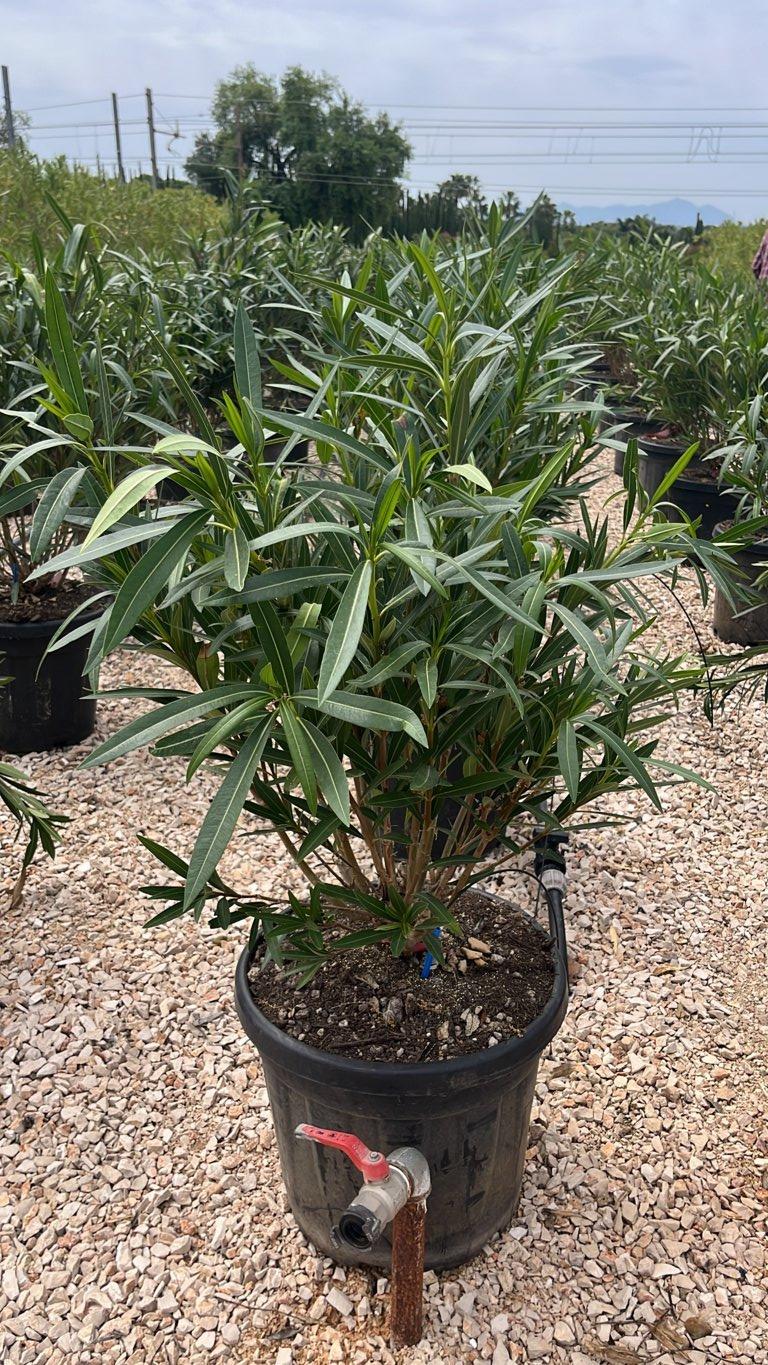 NERIUM OLEANDER PROVANCE