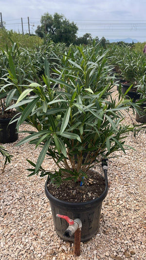 NERIUM OLEANDER PROVANCE