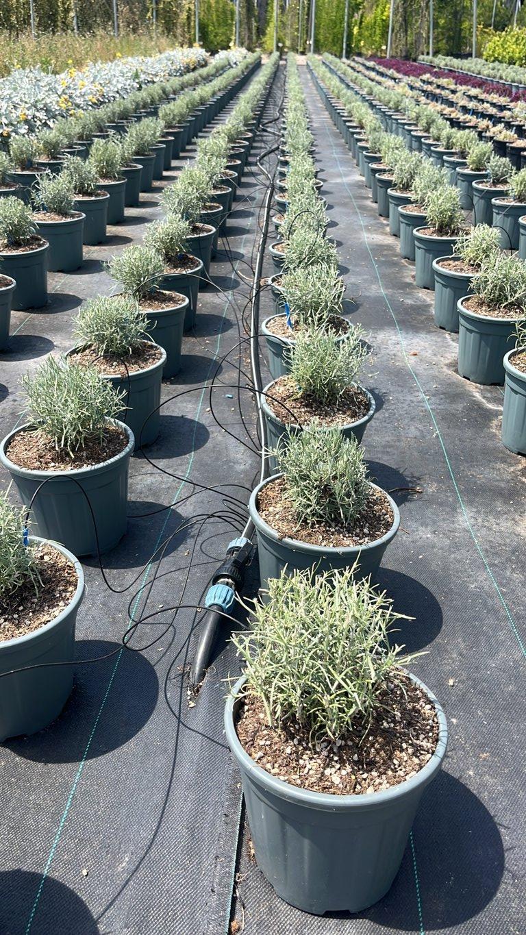 HELICHRYSUM ITALICUM