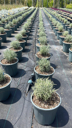 HELICHRYSUM ITALICUM