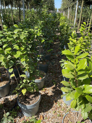 CAMELIA JAPONICA