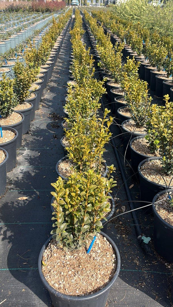 BUXUS SEMPERVIRENS