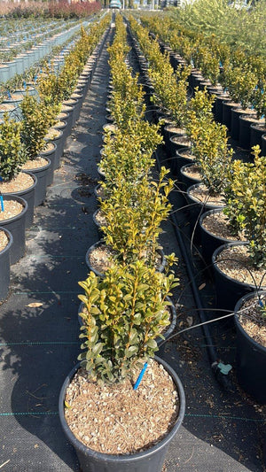 BUXUS SEMPERVIRENS