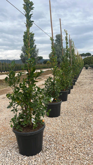 CITRUS MITIS