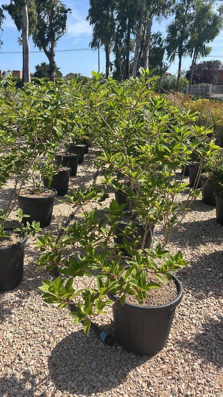 HYDRANGEA PANICULATA POLESTAR