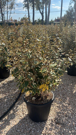 ELAEAGNUS X EBBINGEI GILT EDGE