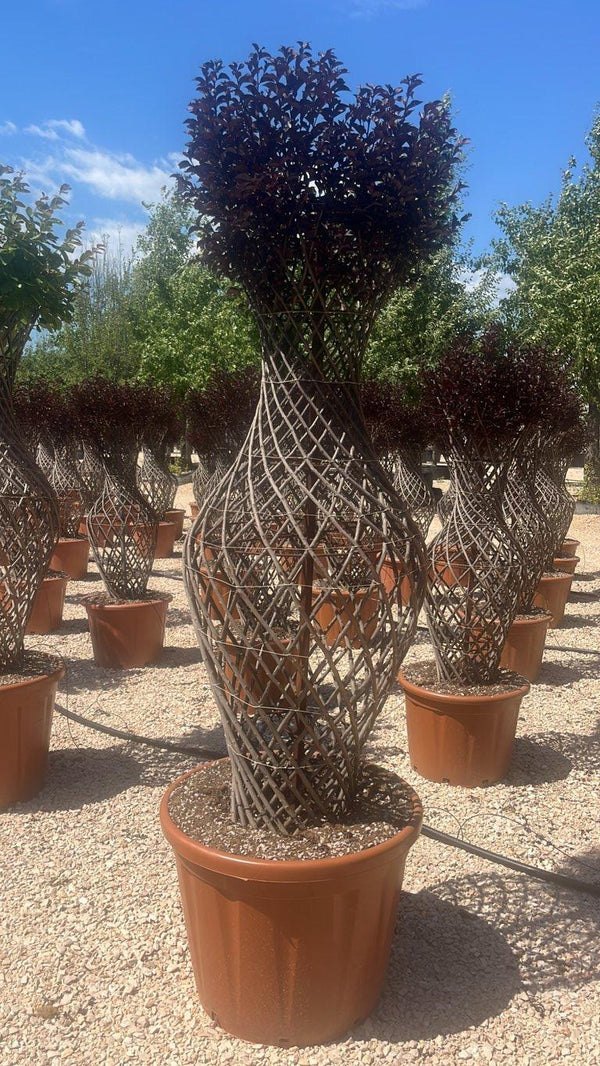 LAGERSTROEMIA INDICA BLACK