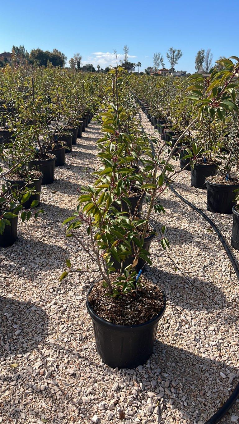 PRUNUS S. LUSITANICA BRENELIA