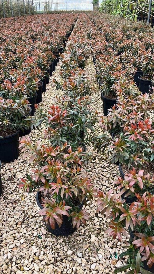 CALLISTEMON RED ROCKET
